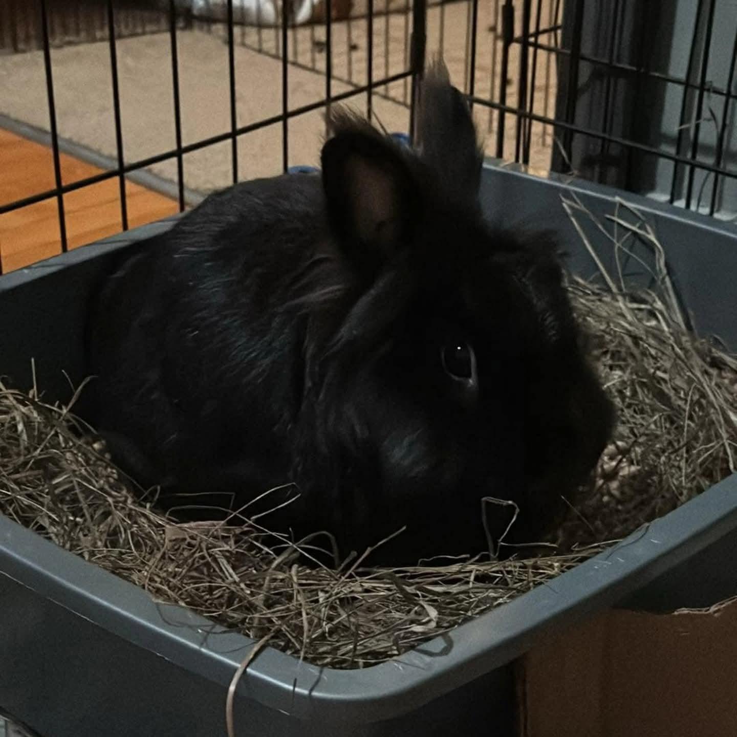 Enlarge Prancer, a Adoptable mixed breed in Winnipeg, MB image 1/1