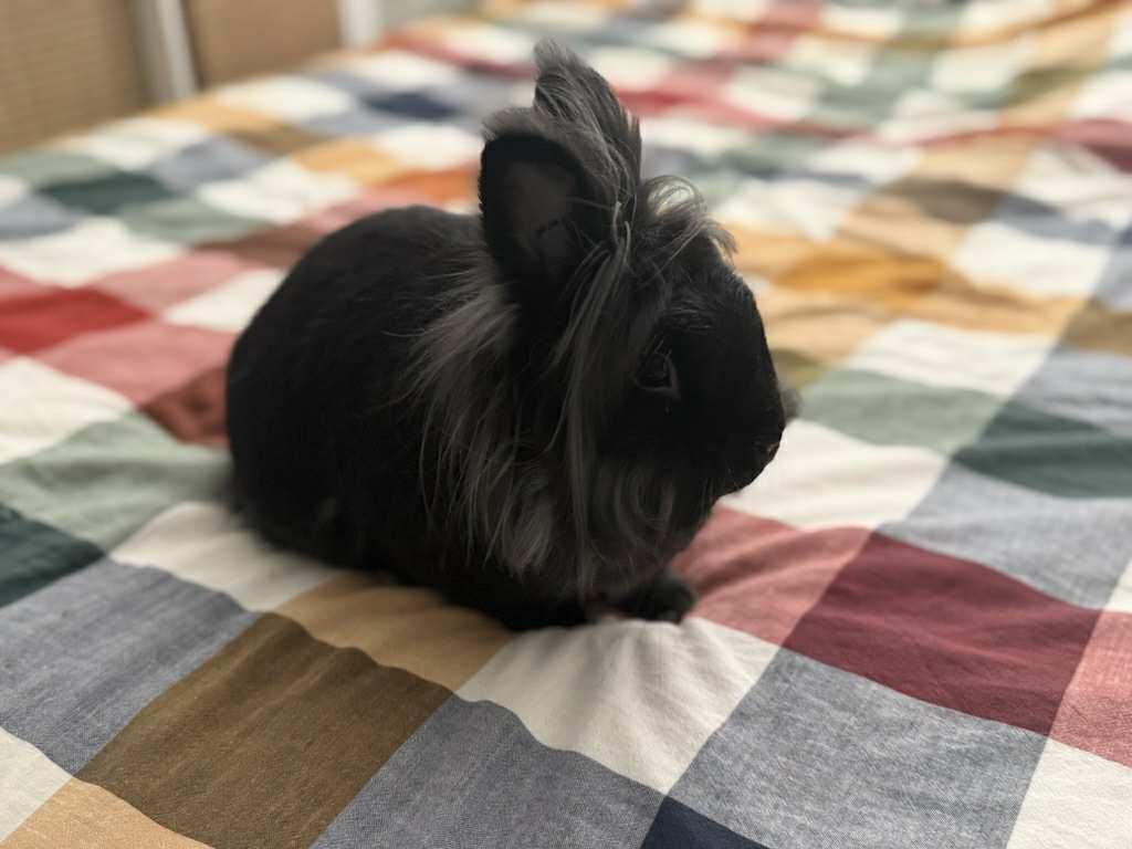 Prancer, Adoptable, Adult Male Lionhead.