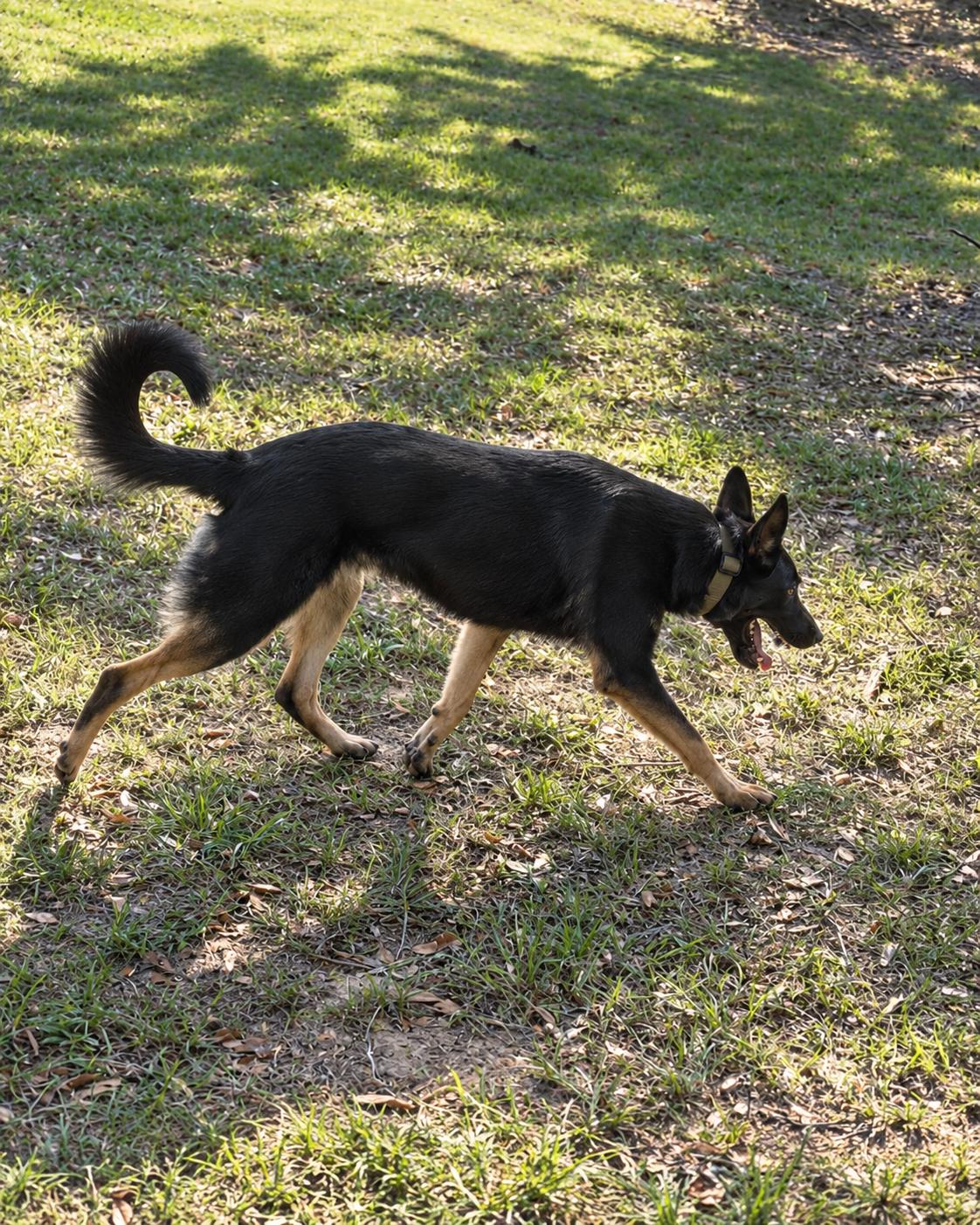 Enlarge Rush, a Adoptable mixed breed in Kiln, MS image 2/3