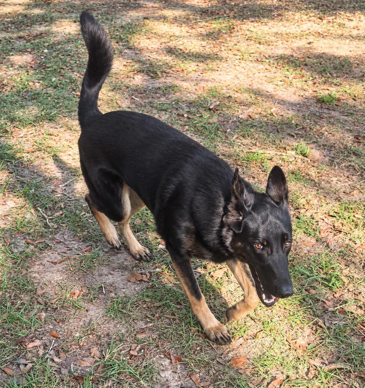 Enlarge Rush, a Adoptable mixed breed in Kiln, MS image 3/3