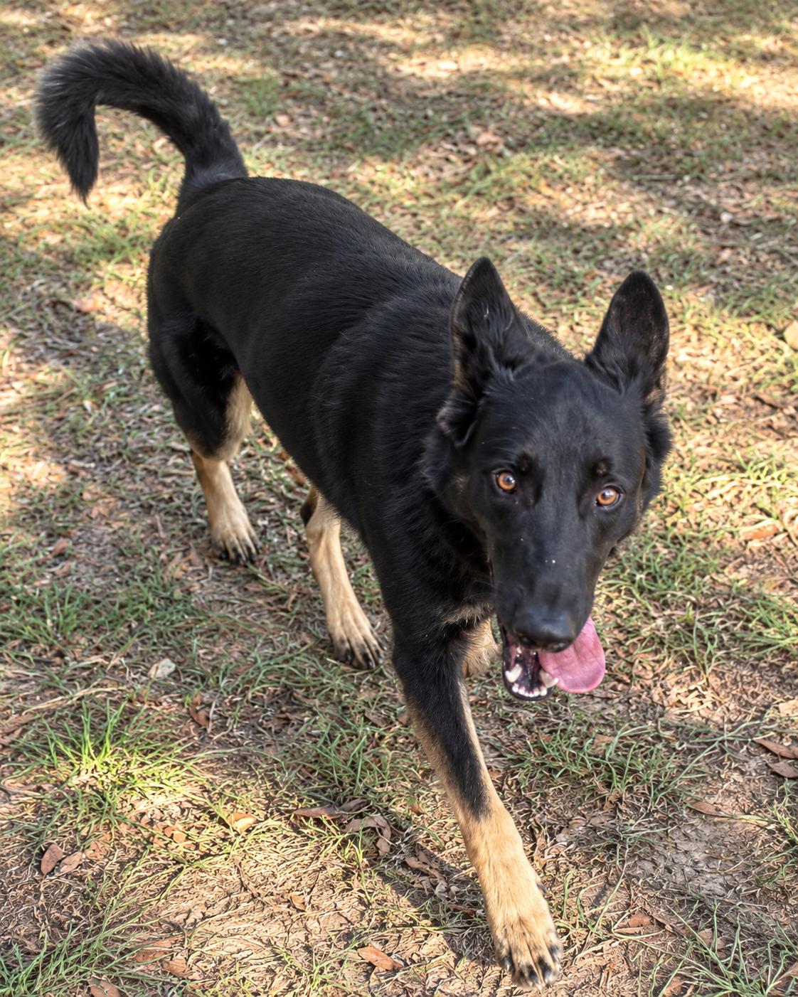Rush, Adoptable, Young Male Belgian Shepherd / Malinois & German Shepherd Dog.