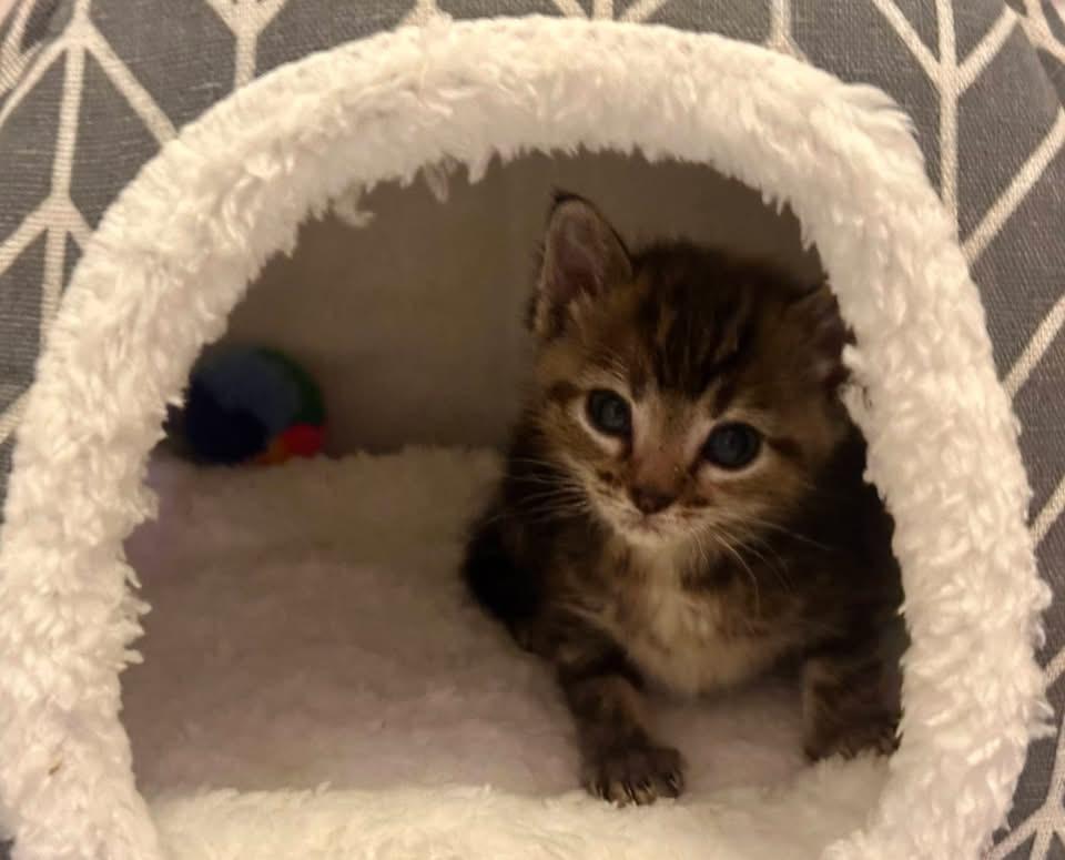 Enlarge Bunny, a ADOPTABLE Domestic Short Hair in Columbia, MO image 1/3