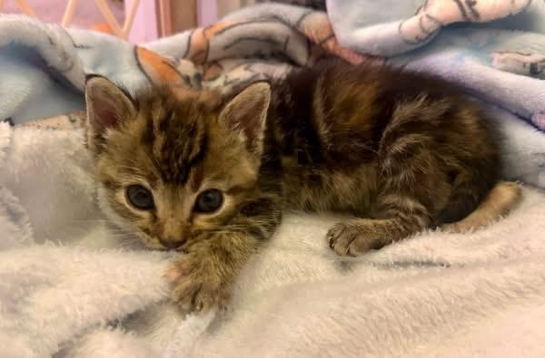 Enlarge Bunny, a ADOPTABLE Domestic Short Hair in Columbia, MO image 2/3
