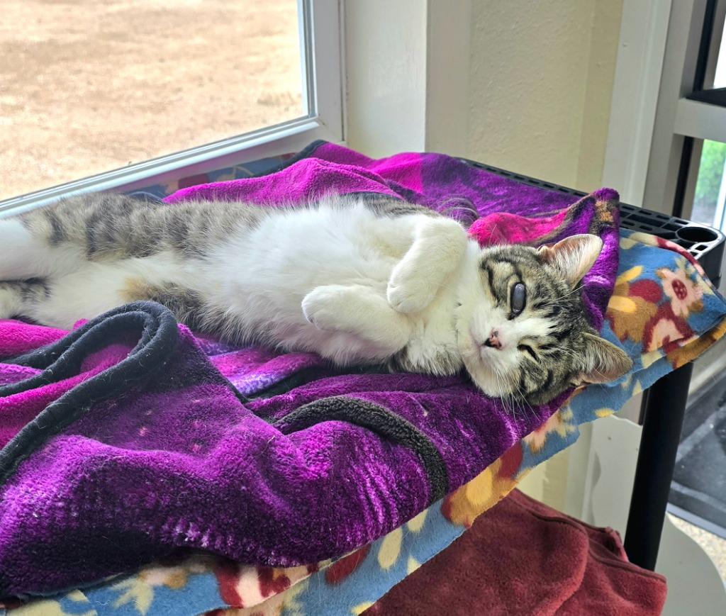 Elvis, Adopted, Young Male Domestic Short Hair.