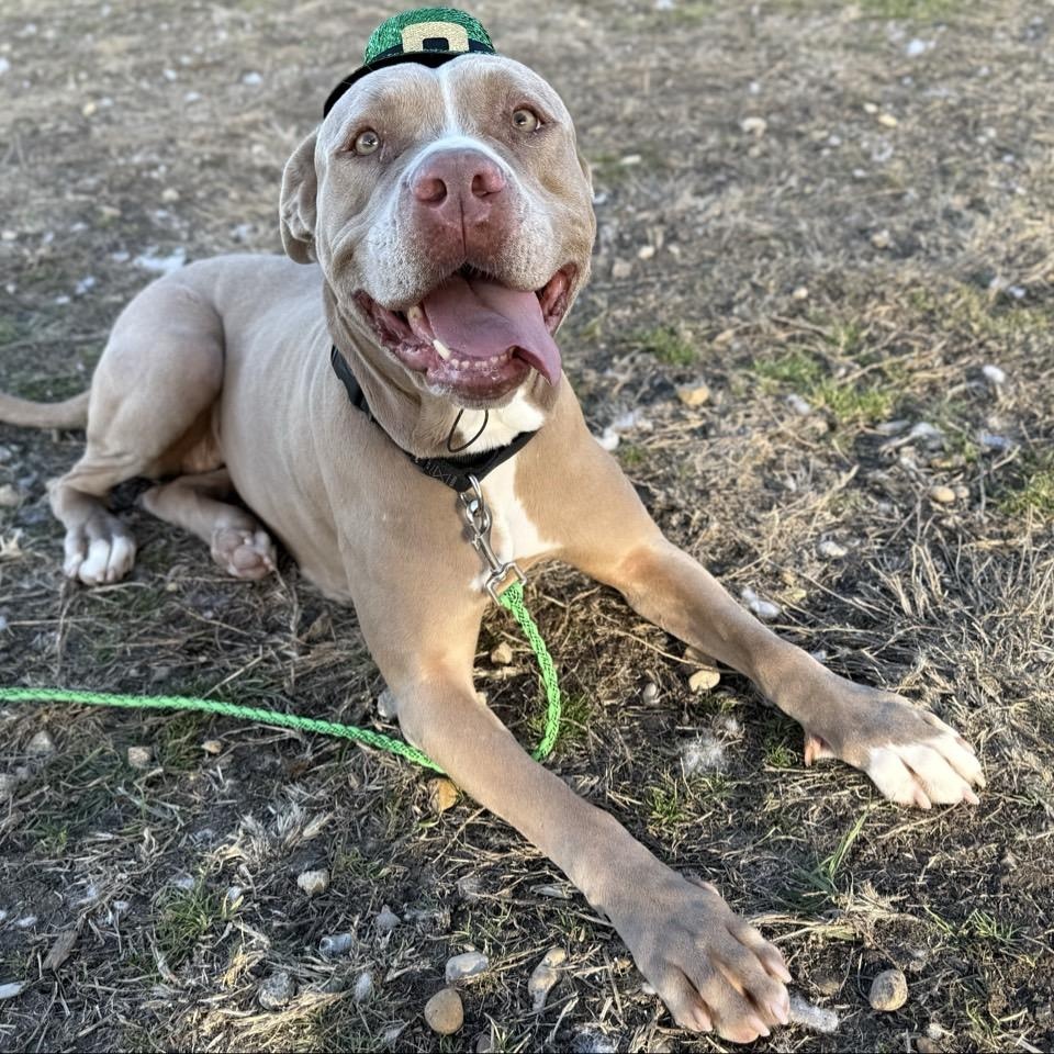 Roxy, a Adoptable Mixed Breed in Georgetown, TX image 5/6