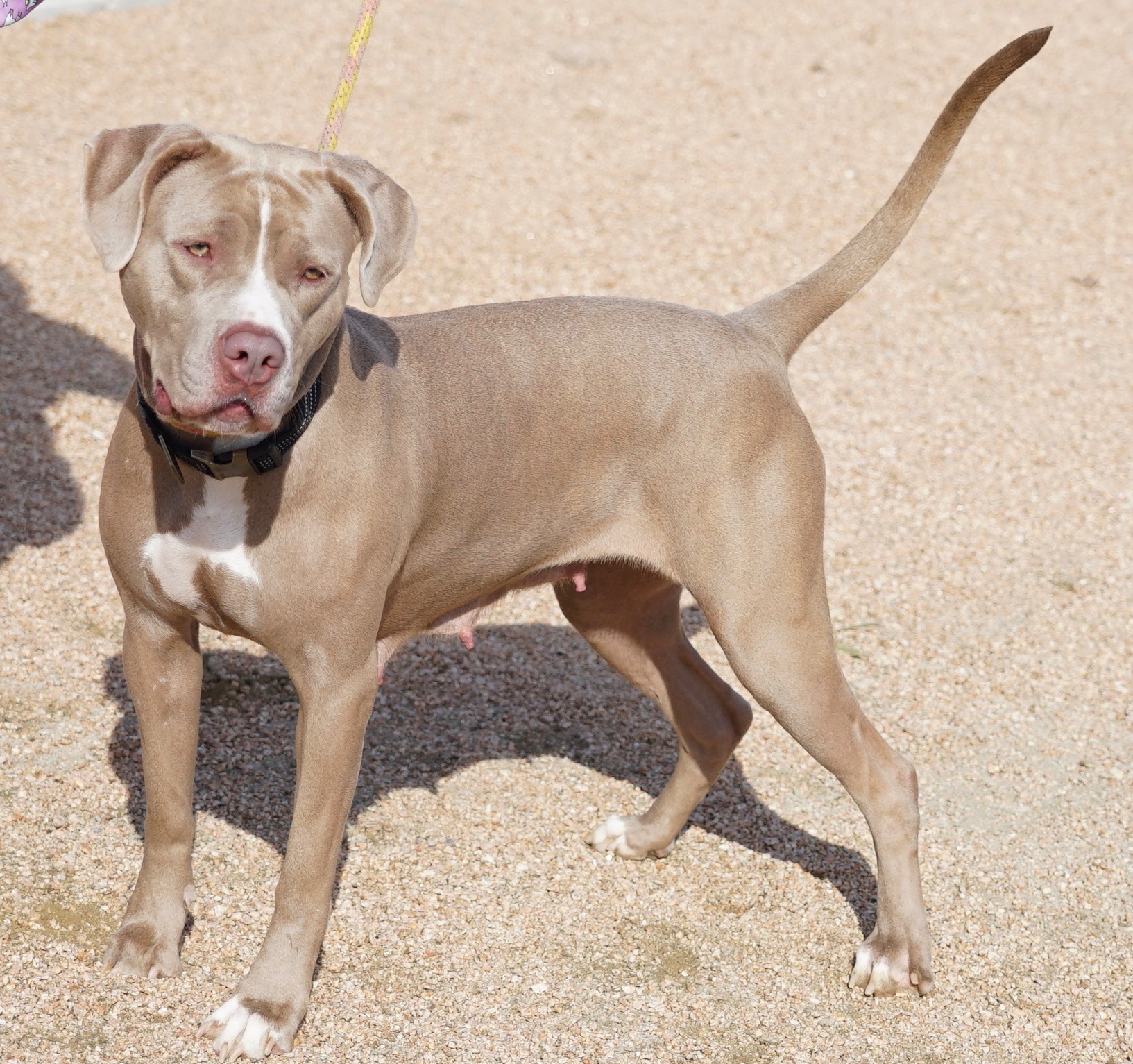 Roxy, a Adoptable Mixed Breed in Georgetown, TX image 3/6