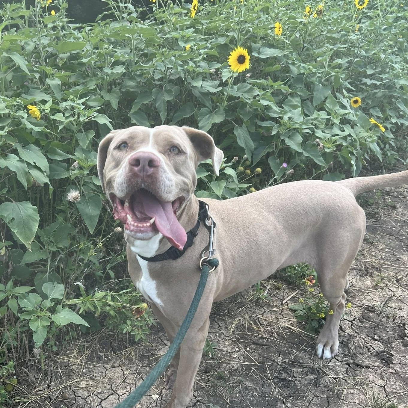 Roxy, a Adoptable Mixed Breed in Georgetown, TX image 2/6
