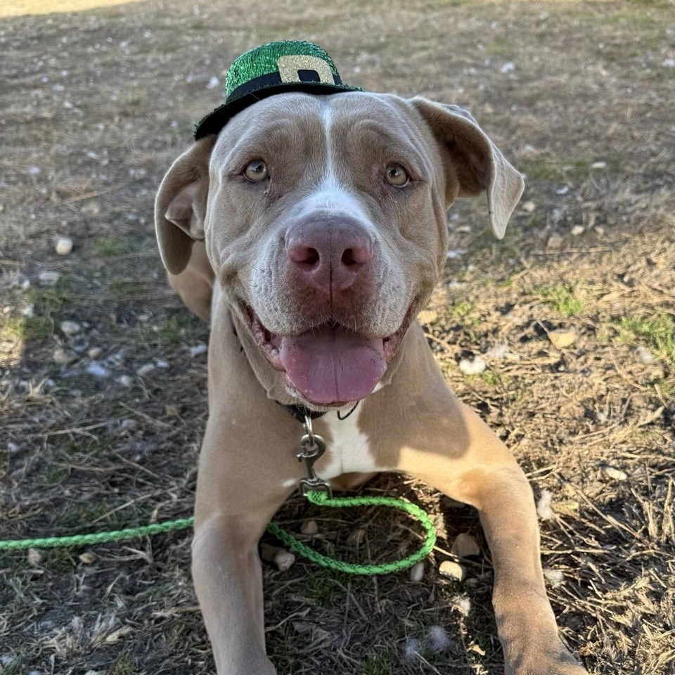 Roxy, a Adoptable Mixed Breed in Georgetown, TX image 4/6