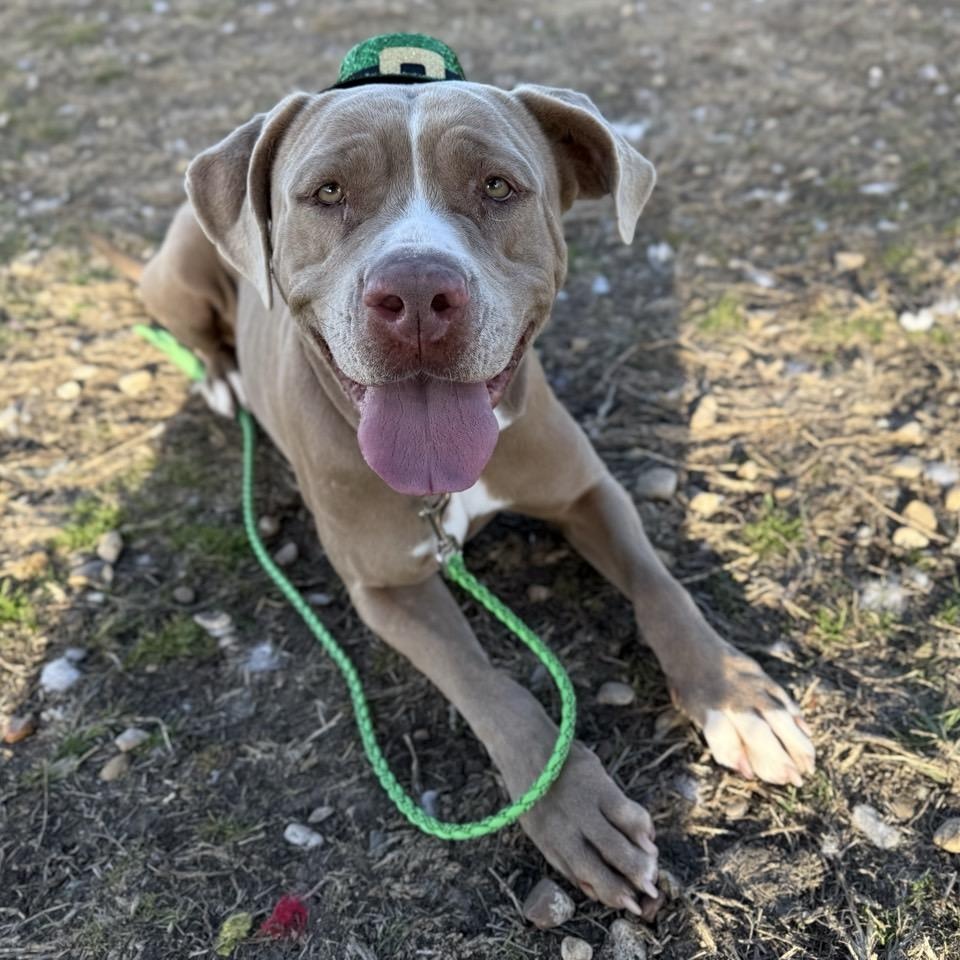 Roxy, a Adoptable Mixed Breed in Georgetown, TX image 6/6