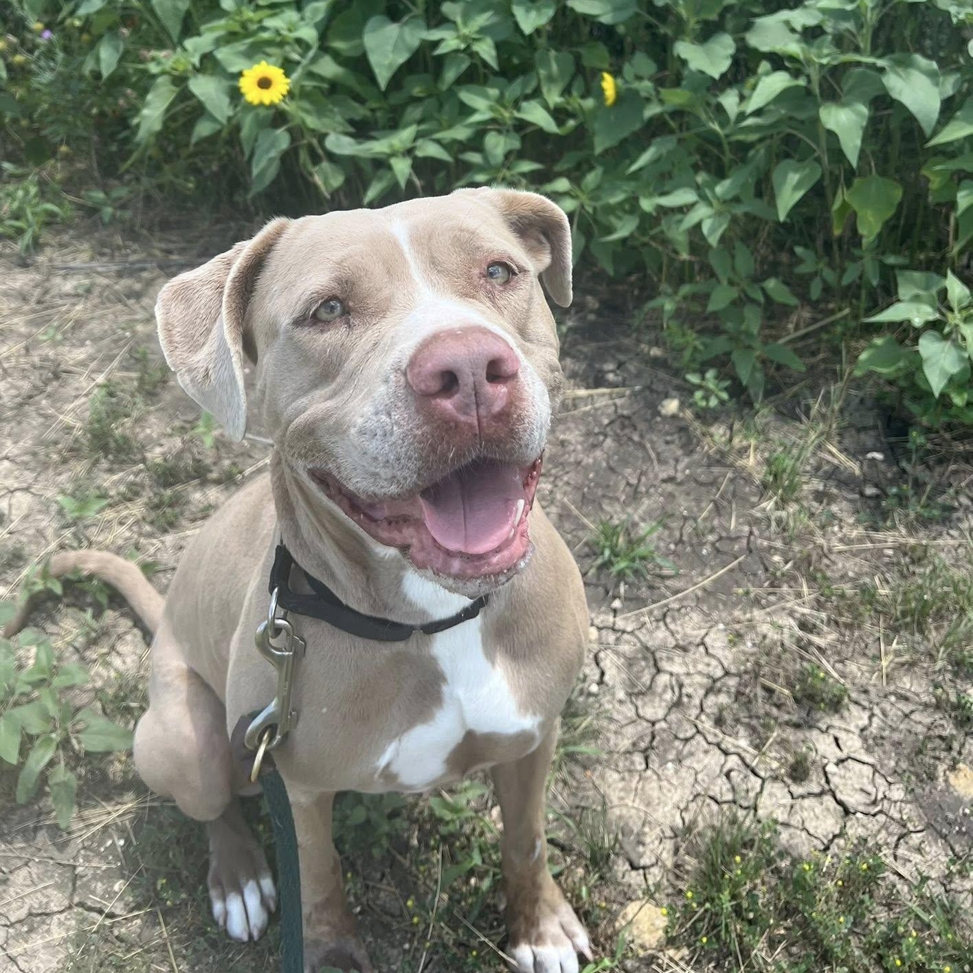 Roxy, Adoptable, Adult Female Mixed Breed.