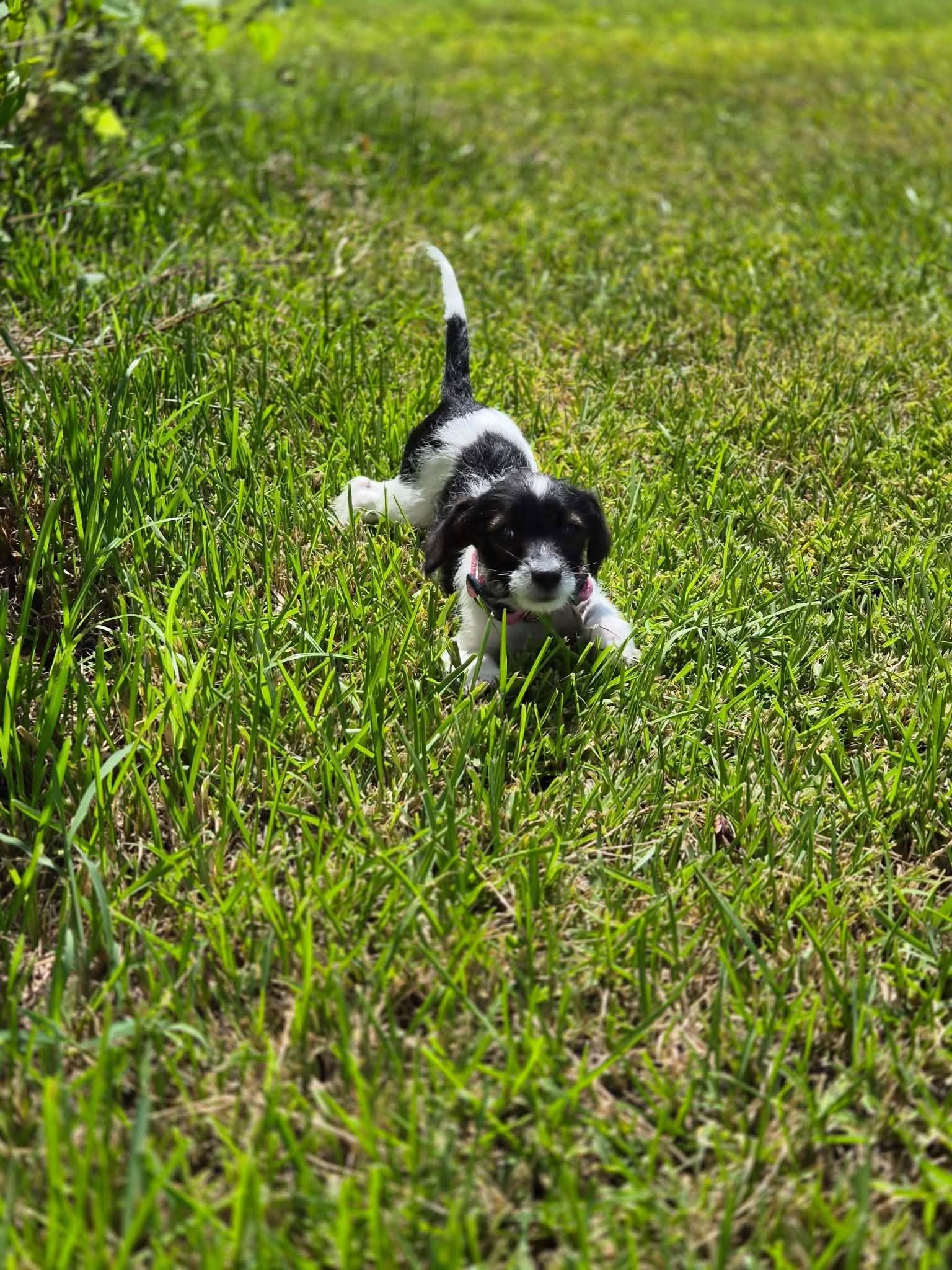 Ivy, a ADOPTABLE mixed breed in Commerce City, CO image 4/5