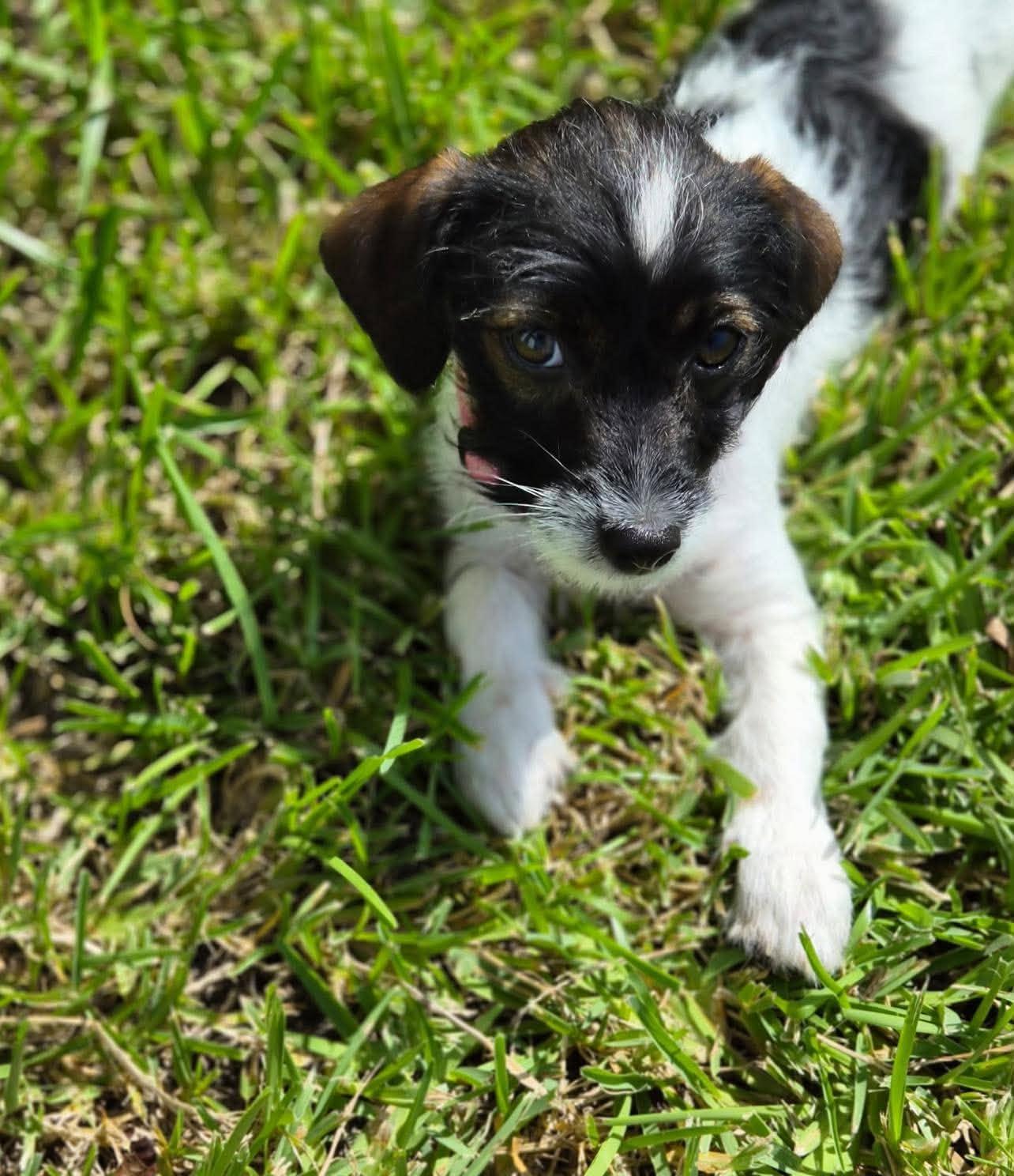 Ivy, a ADOPTABLE mixed breed in Commerce City, CO image 2/5