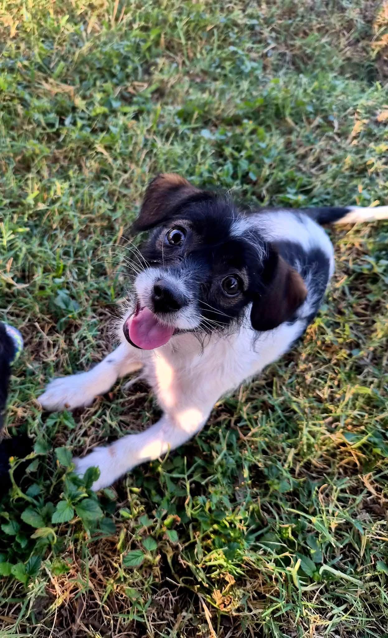 Ivy, ADOPTABLE, Puppy Female Terrier.
