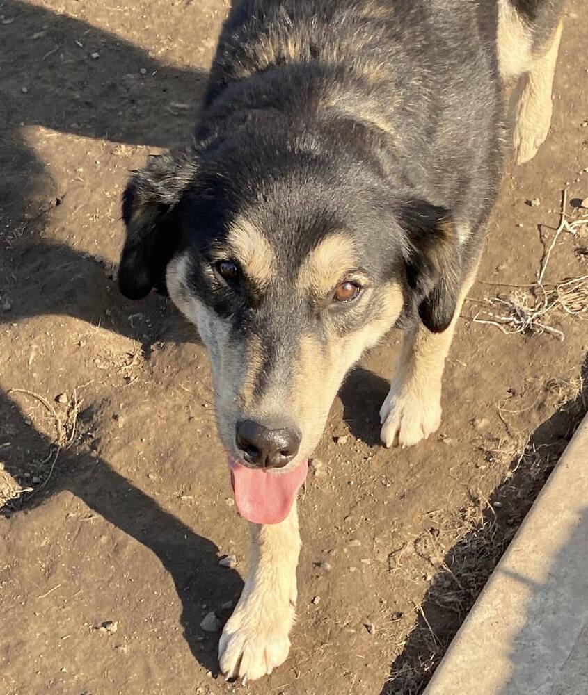Fluffernutter *READ ENTIRE DESCRIPTION*, a Adoptable mixed breed in Spokane, WA image 3/7