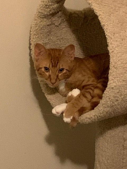 Enlarge Gene, a Adoptable Domestic Short Hair in Horn Lake, MS image 1/3