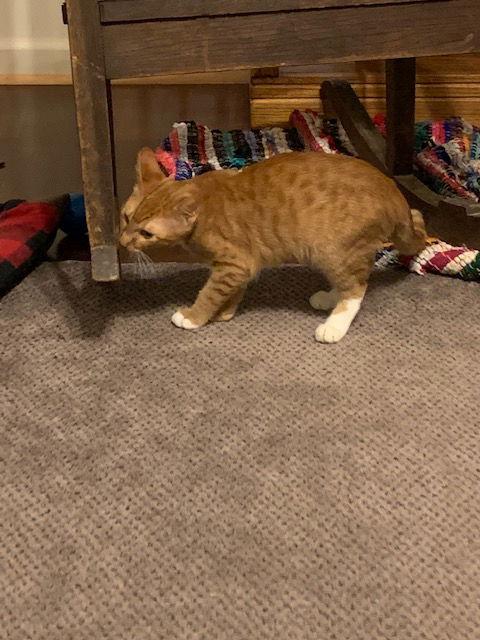 Enlarge Gene, a Adoptable Domestic Short Hair in Horn Lake, MS image 2/3