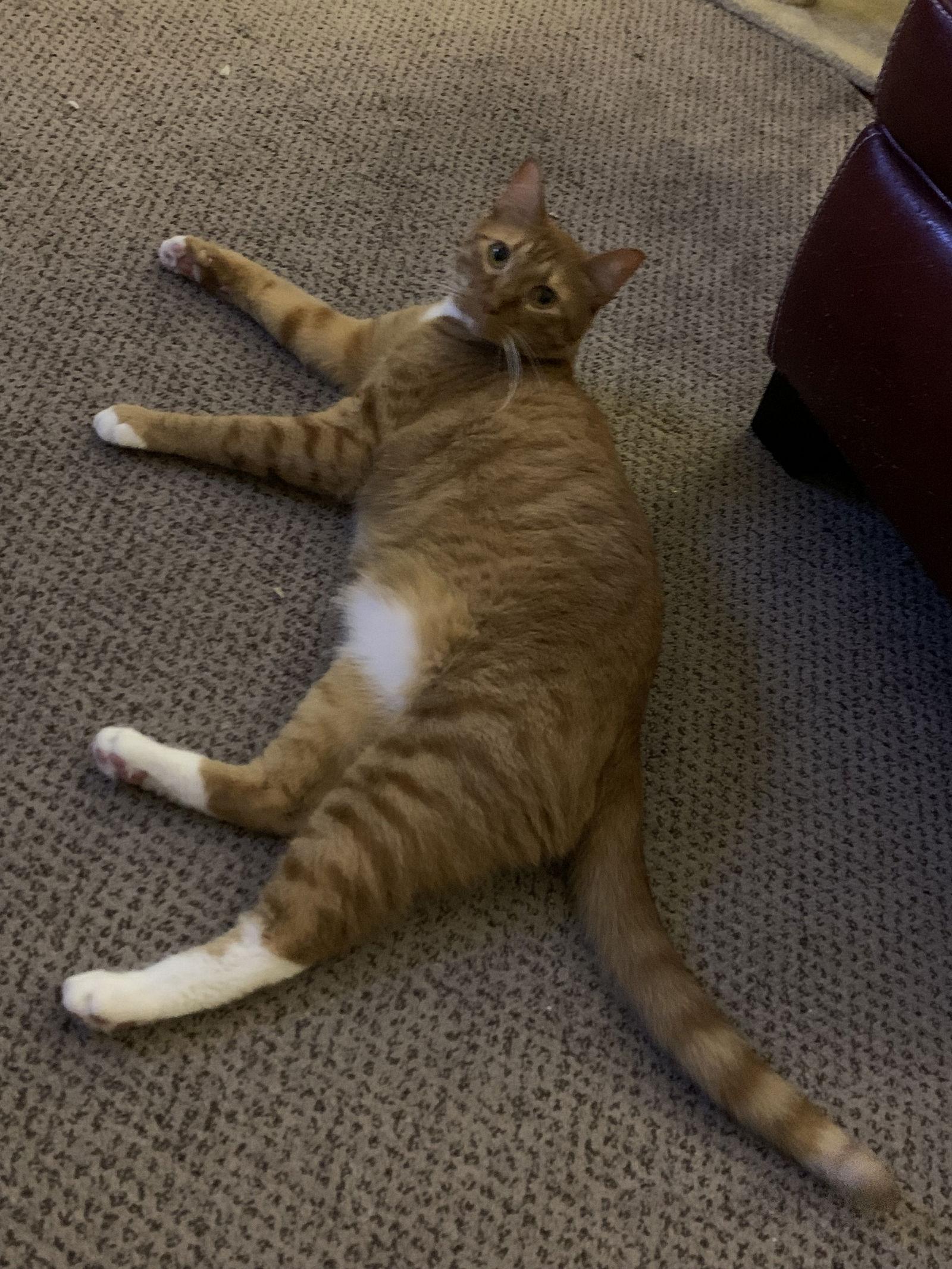 Enlarge Gene, a Adoptable Domestic Short Hair in Horn Lake, MS image 3/3