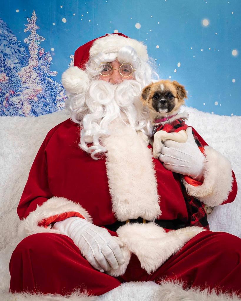 Wednesday, Adoptable, Young Female Pug & Tibetan Spaniel.