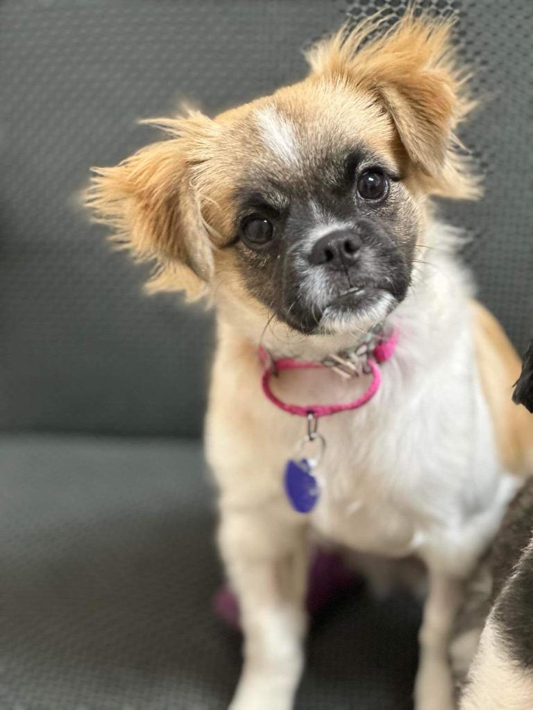 Wednesday, a Adoptable mixed breed in Lake Forest, CA image 3/4