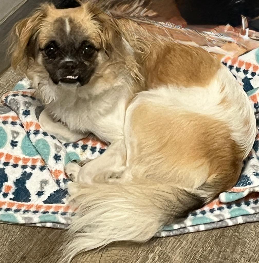 Wednesday, a Adoptable mixed breed in Lake Forest, CA image 4/4