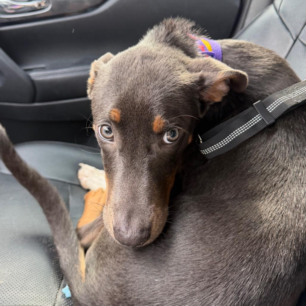 Minnie C-34132, Adoptable, Young Female Doberman Pinscher & Mixed Breed.