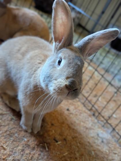 Split Pea, a Adoptable mixed breed in Everett, WA image 2/2