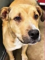 Kade, ADOPTABLE, Puppy Male Shepherd.