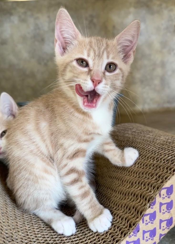 Loki, Adoptable, Kitten Male Domestic Short Hair.