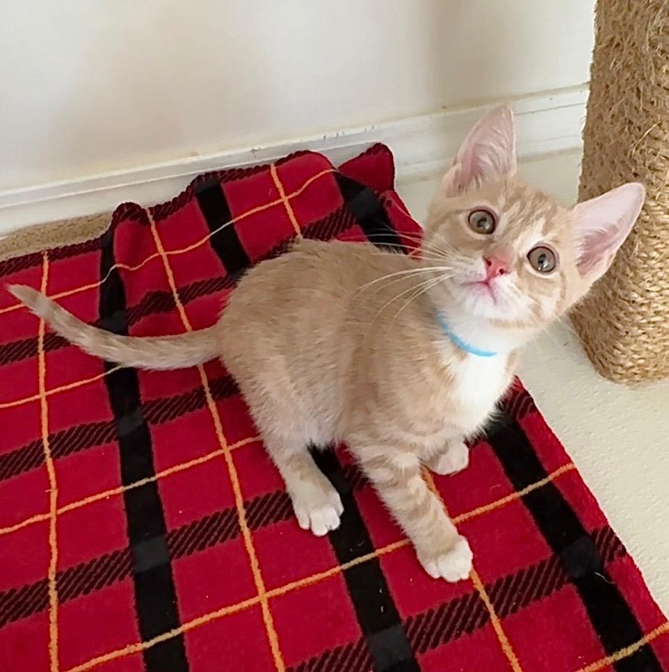 Enlarge Loki, a Adoptable mixed breed in Cambria, CA image 4/5