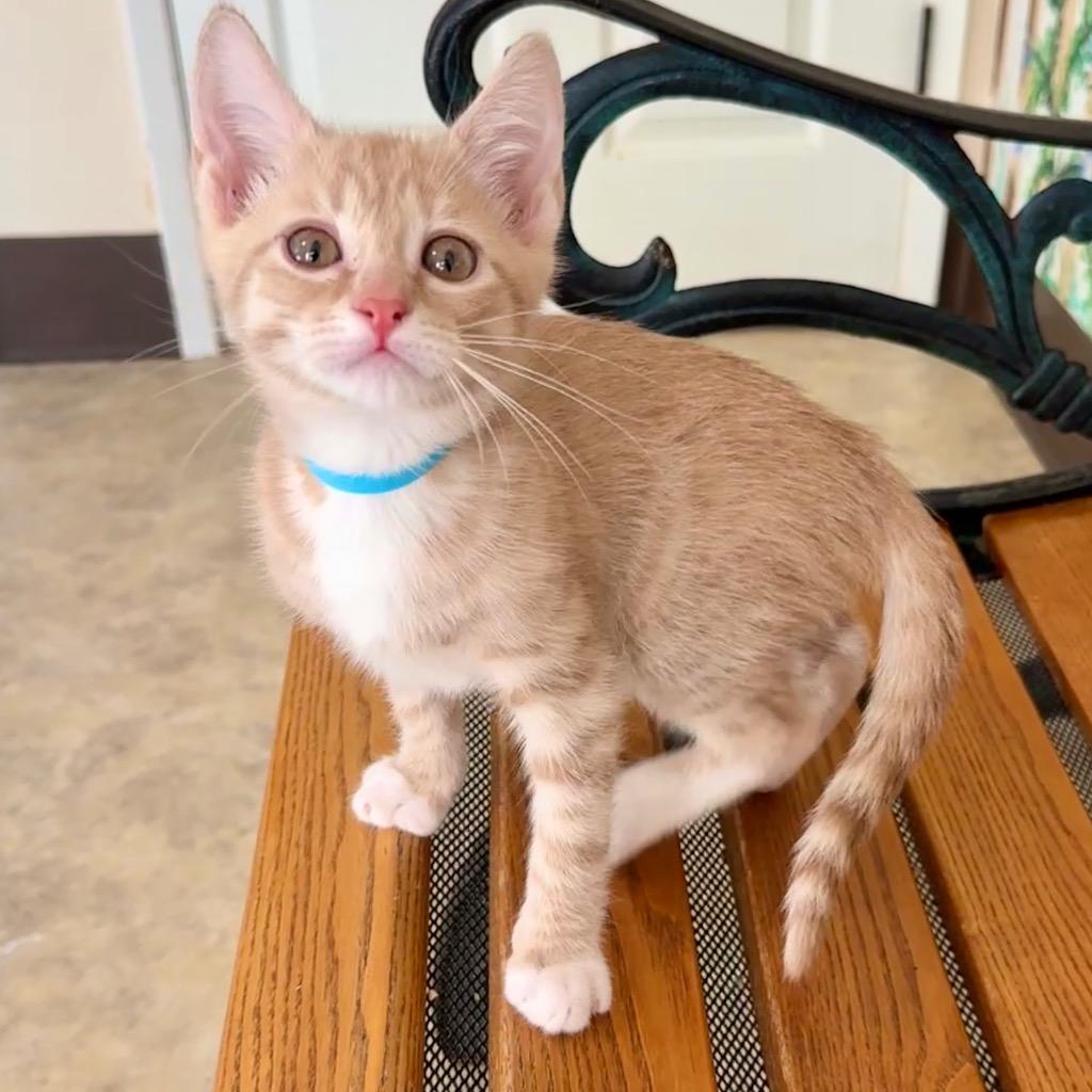 Enlarge Loki, a Adoptable mixed breed in Cambria, CA image 5/5