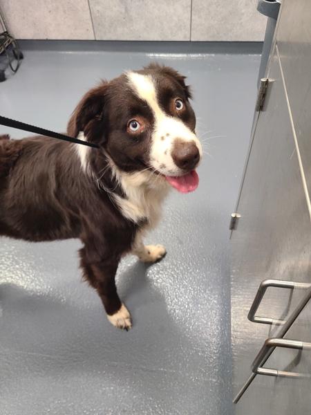 Bailey, Adoptable, Adult Female Australian Shepherd.
