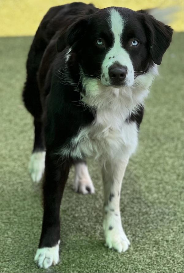 Bailey, a Adoptable mixed breed in Canton, GA image 2/2