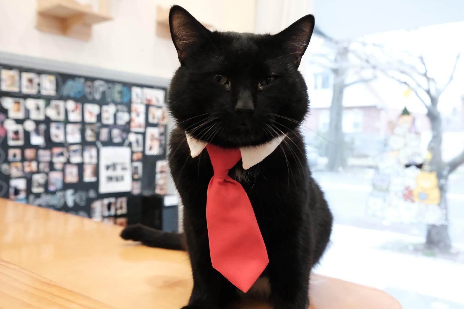 Enlarge Capricorn, a ADOPTABLE Domestic Short Hair in South Ozone Park, NY image 2/6