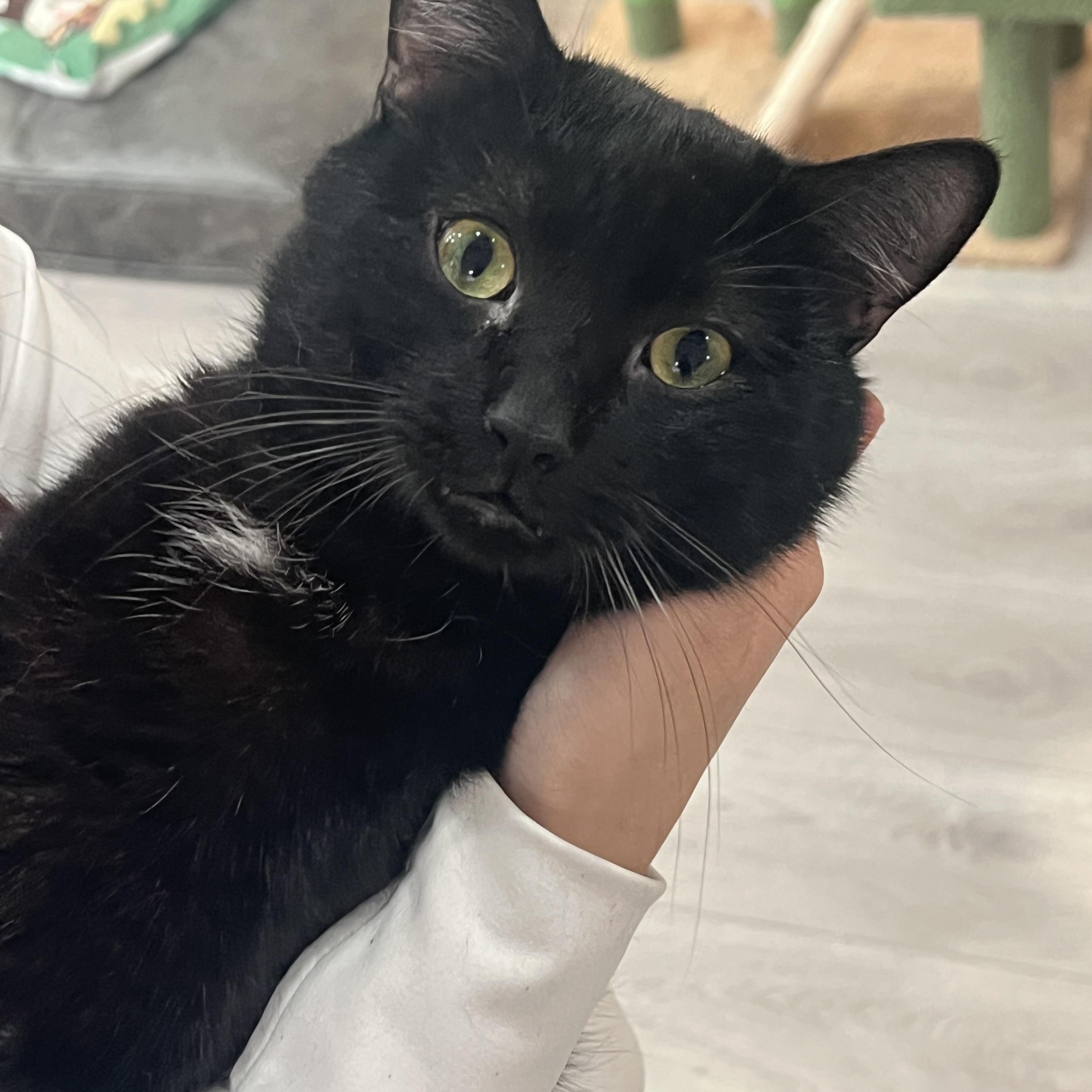 Enlarge Capricorn, a ADOPTABLE Domestic Short Hair in South Ozone Park, NY image 2/6