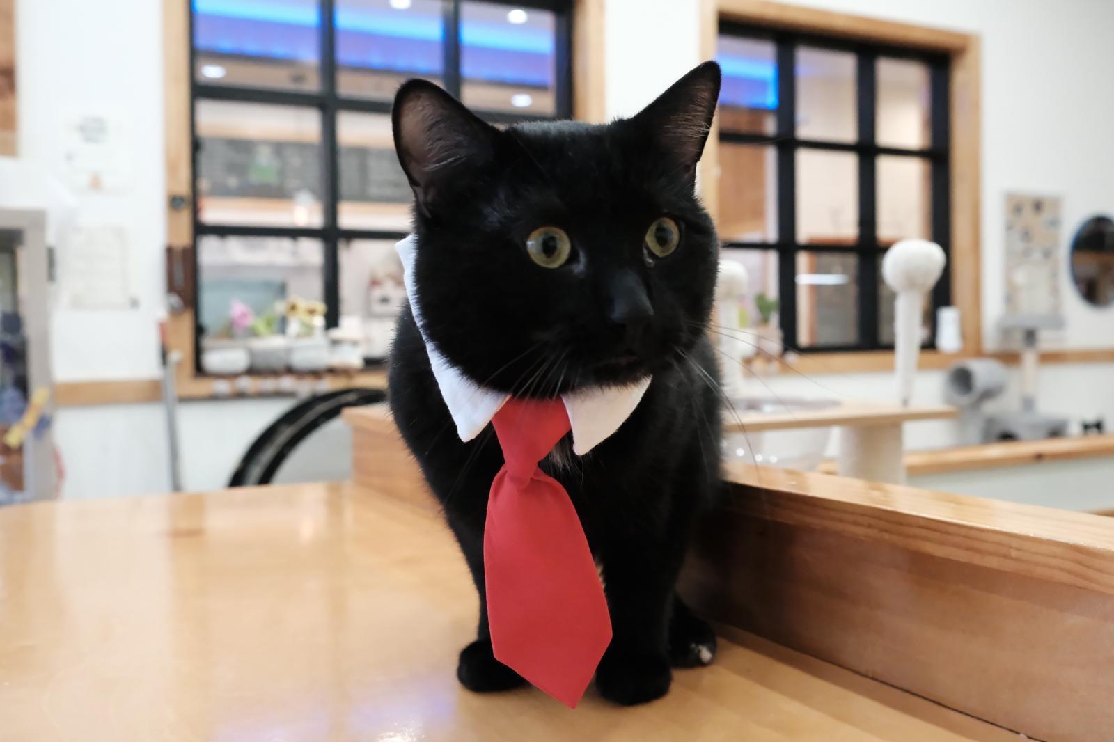 Enlarge Capricorn, a ADOPTABLE Domestic Short Hair in South Ozone Park, NY image 6/6