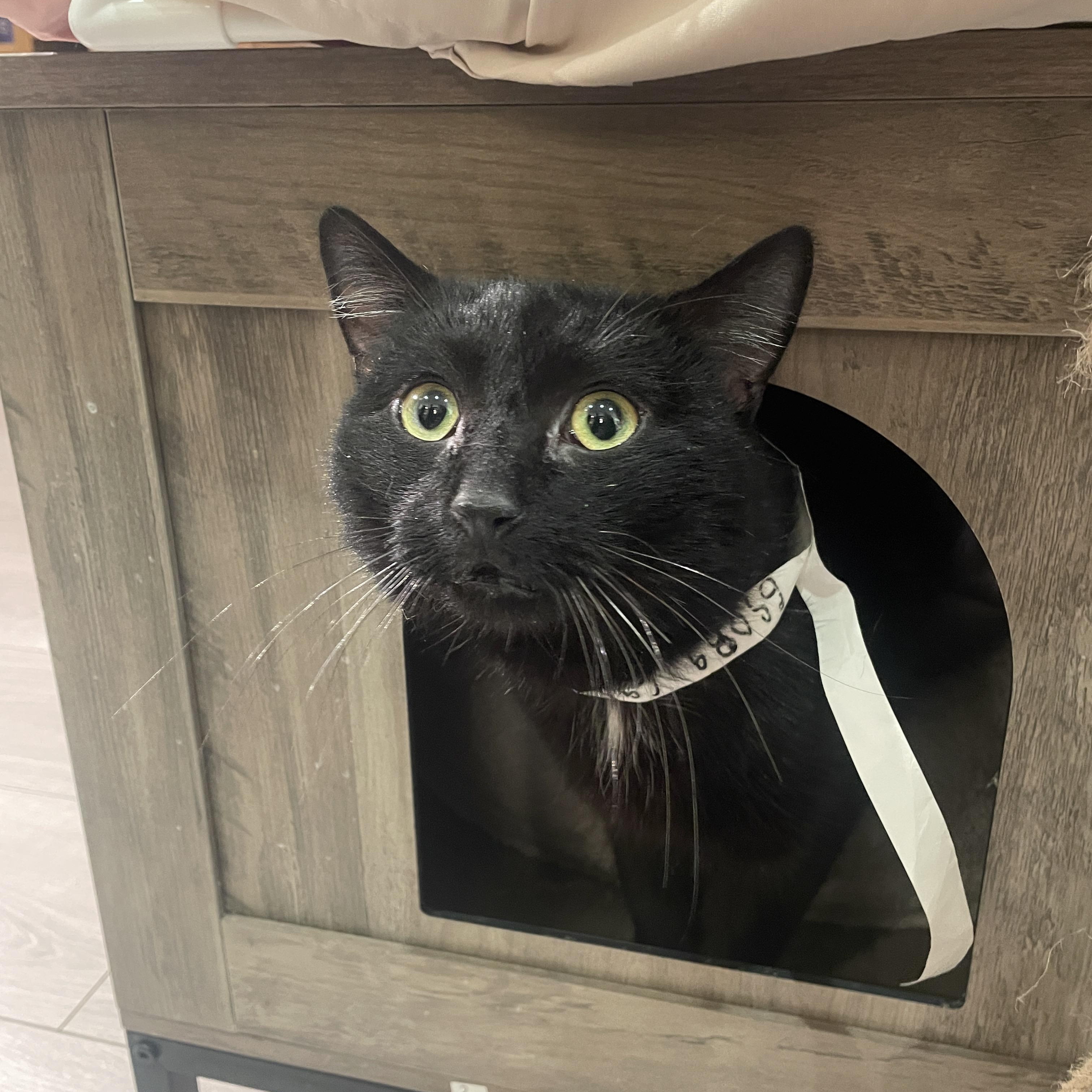 Capricorn, ADOPTABLE, Young Male Domestic Short Hair.