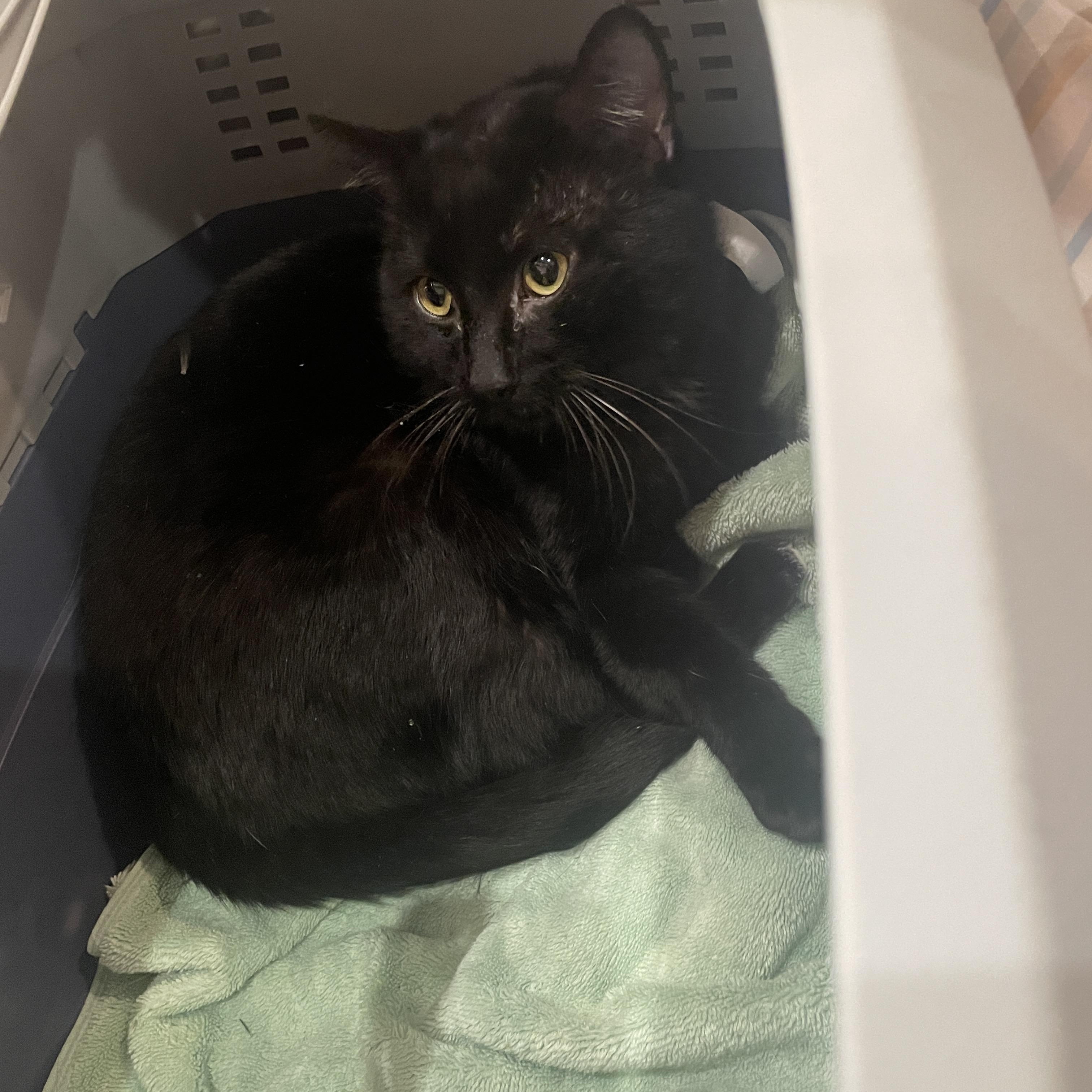 Enlarge Capricorn, a ADOPTABLE Domestic Short Hair in South Ozone Park, NY image 3/3