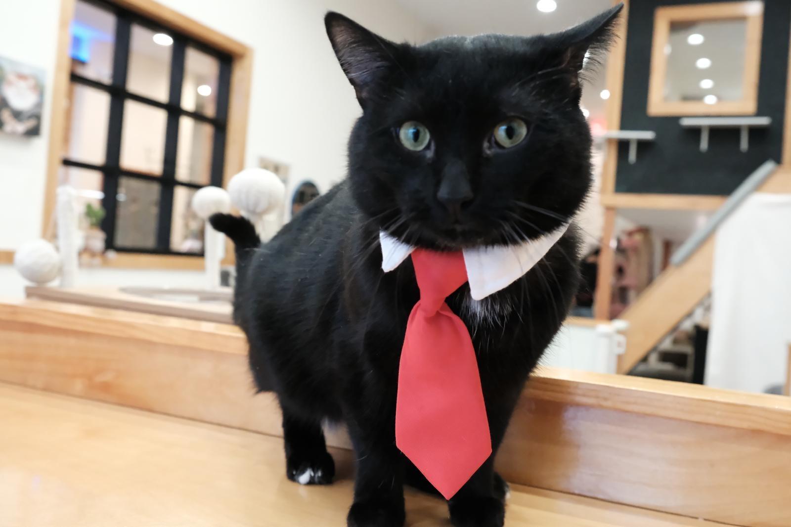 Capricorn, ADOPTABLE, Young Male Domestic Short Hair.