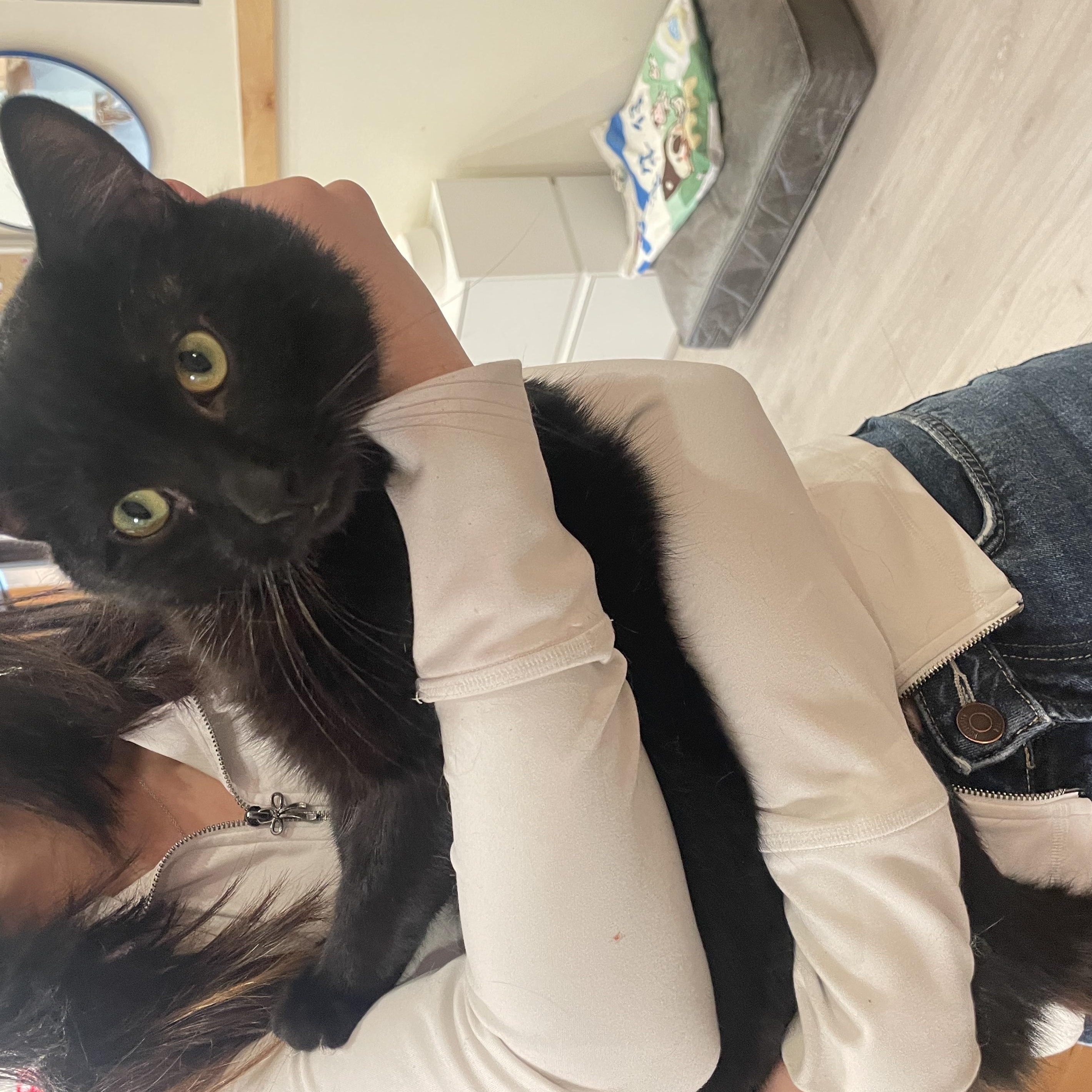 Enlarge Capricorn, a ADOPTABLE Domestic Short Hair in South Ozone Park, NY image 4/6