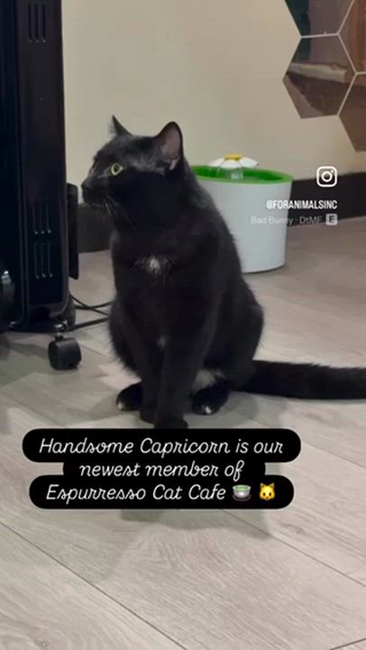 Enlarge Capricorn, a ADOPTABLE Domestic Short Hair in South Ozone Park, NY video 2/3