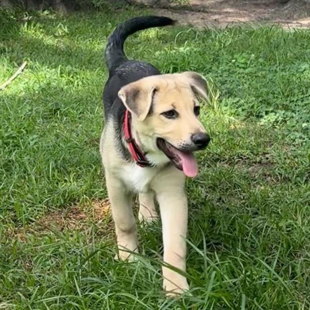 Scotty, Adoptable, Puppy Male German Shepherd Dog & Mixed Breed.