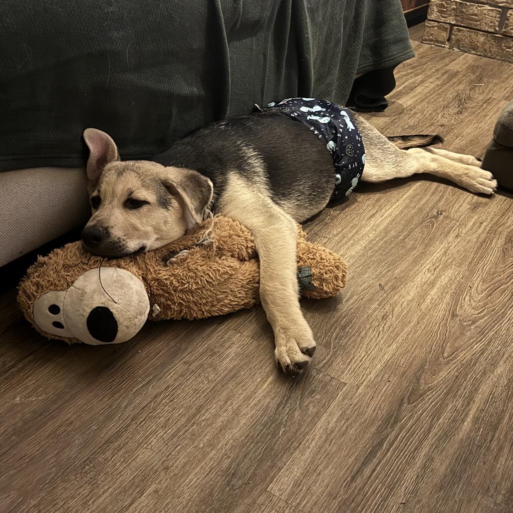 Enlarge Scotty, a Adoptable mixed breed in Houston, TX image 2/4