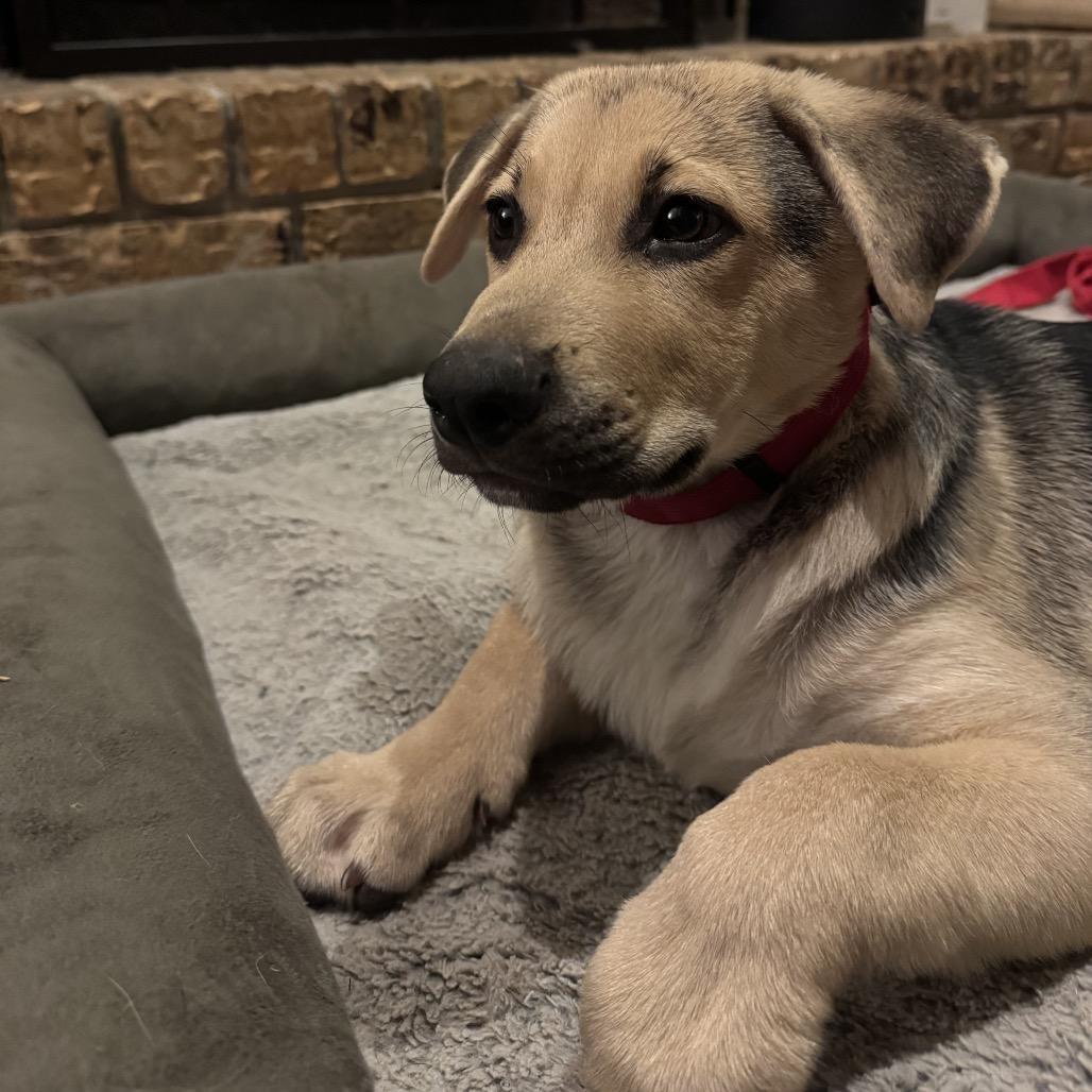 Enlarge Scotty, a Adoptable mixed breed in Houston, TX image 3/4