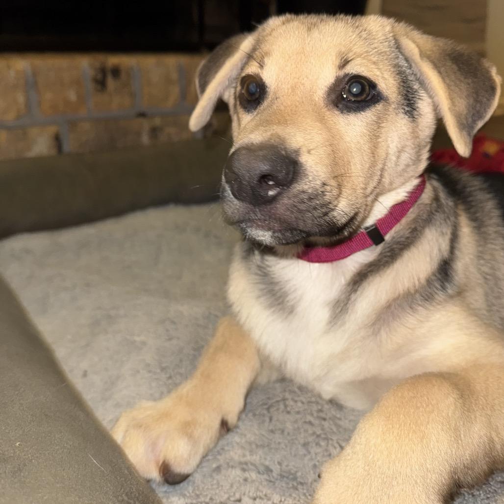 Enlarge Scotty, a Adoptable mixed breed in Houston, TX image 4/4