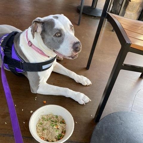 Bella, Adoptable, Senior Female Pit Bull Terrier.