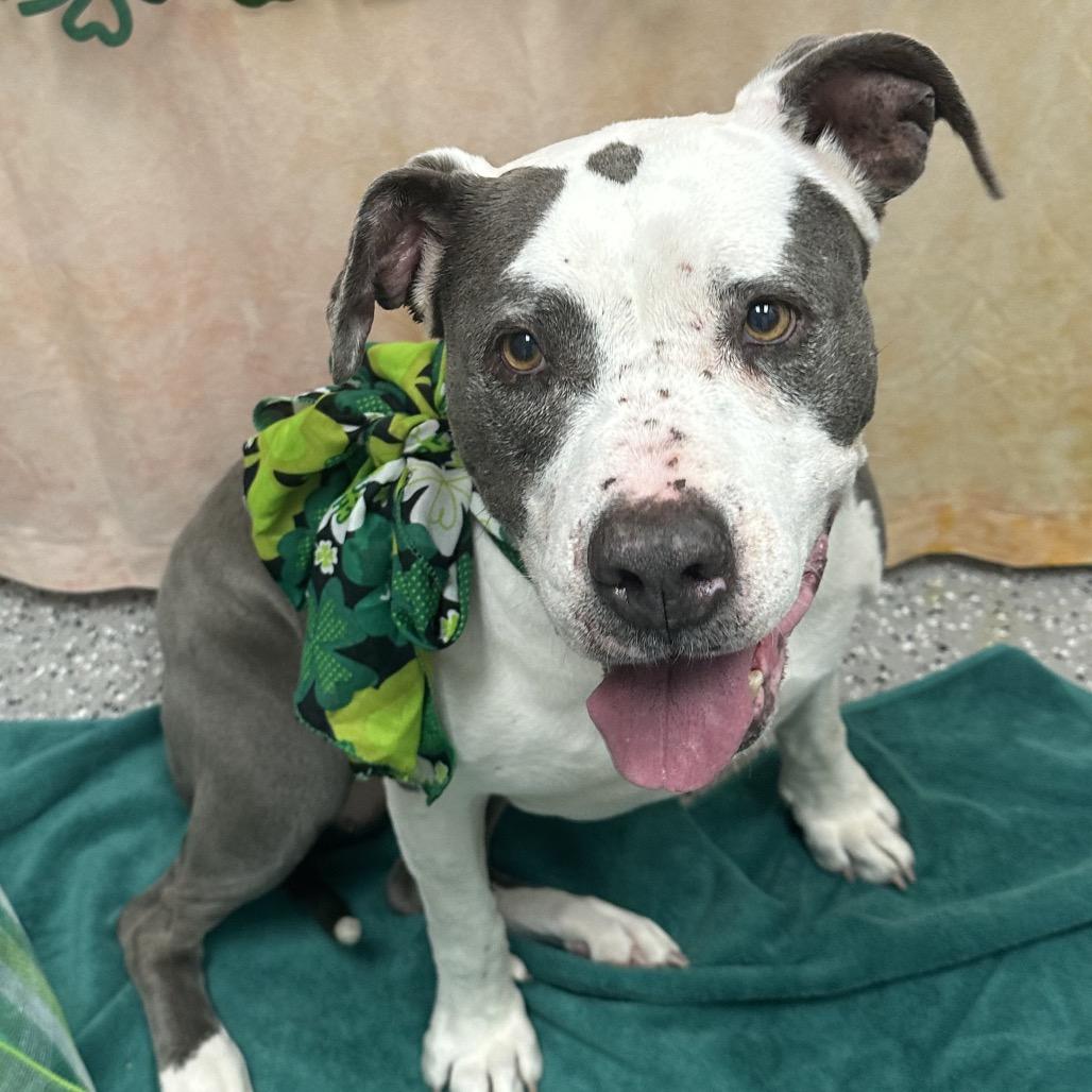 Enlarge Bella, a Adoptable Pit Bull Terrier in Henderson, NV image 1/1