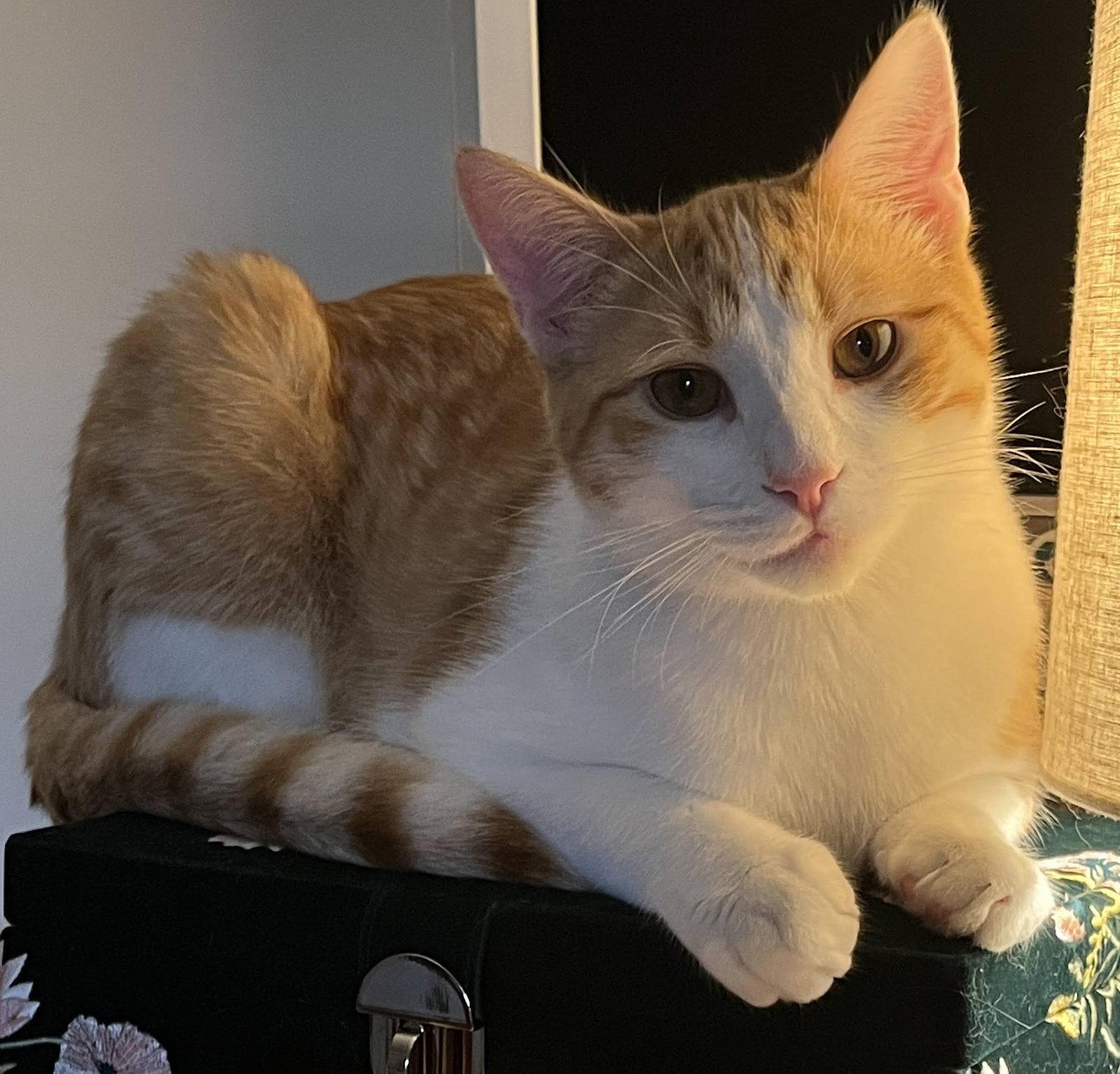 Tangelo, Adoptable, Young Male Domestic Short Hair & Tabby.