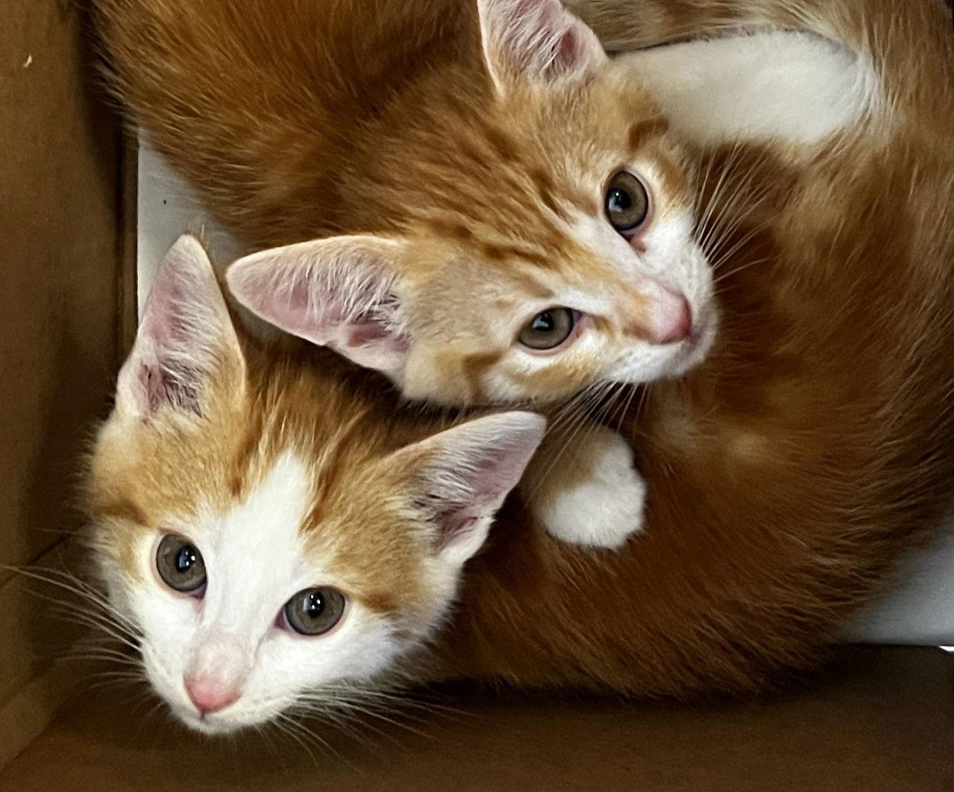 Tangelo, Adoptable, Kitten Male Domestic Short Hair & Tabby.