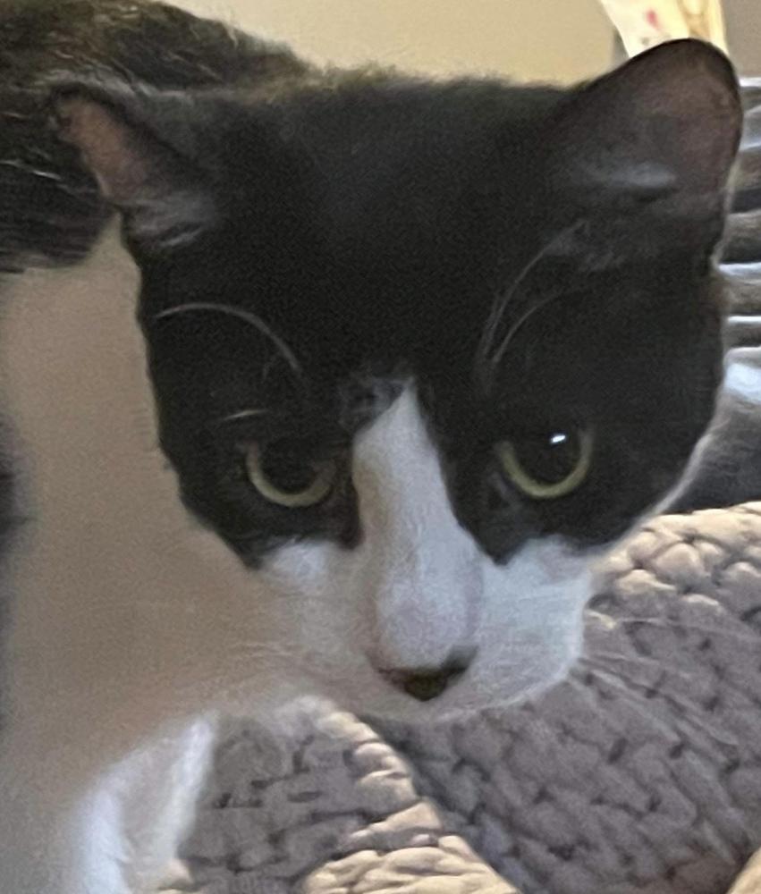 Sky, Adoptable, Young Male Domestic Short Hair.