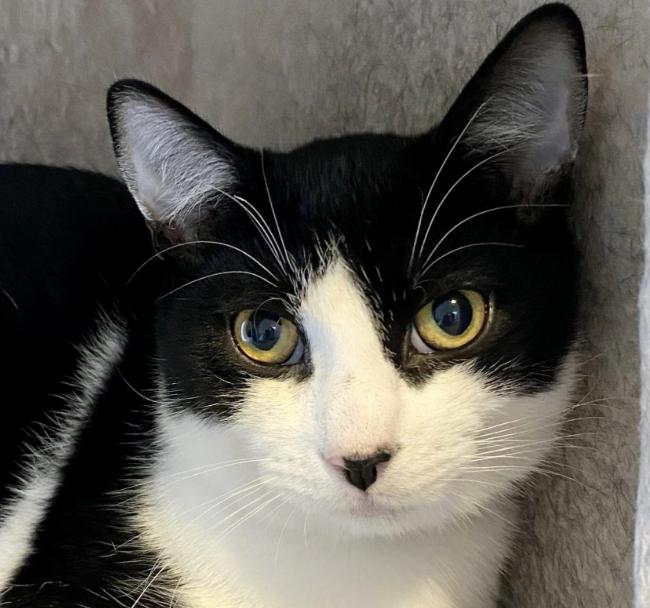 Sky, a Adoptable Domestic Short Hair in Chicago, IL image 2/6